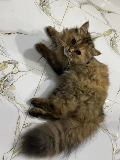 Persian kitten