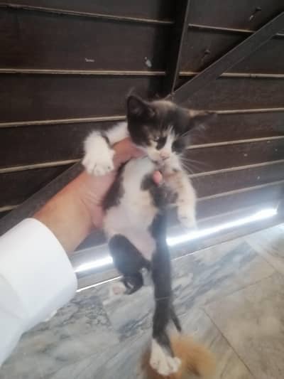 Persien kitten doll face