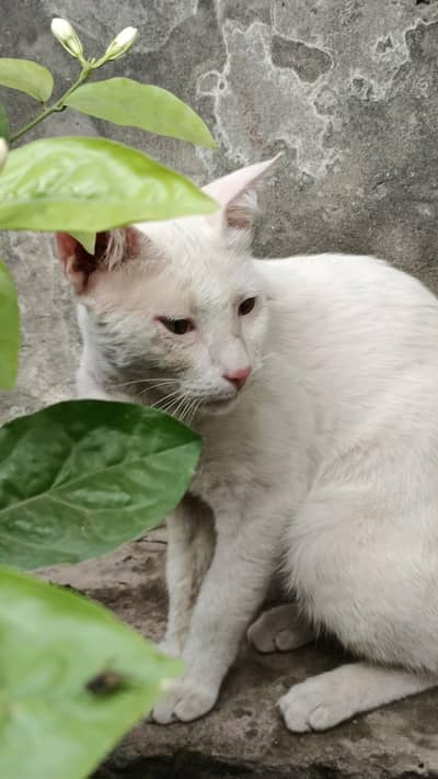 Parsian Cat