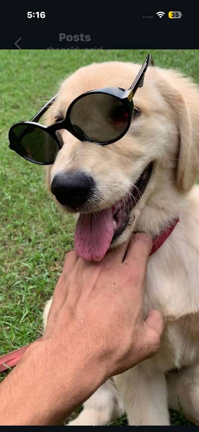 Mahi - the golden girl