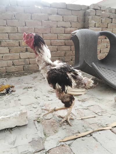 aseel lasani male