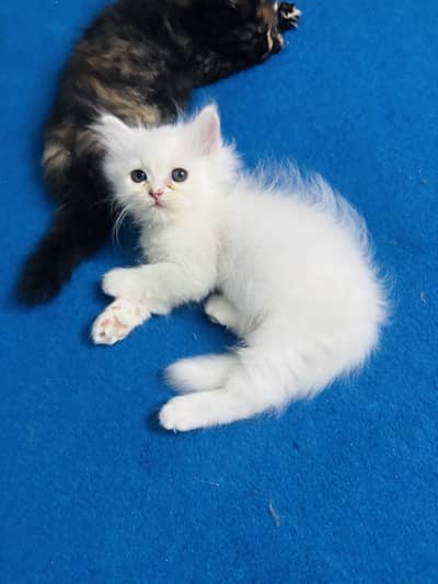 Triple coat persian cats