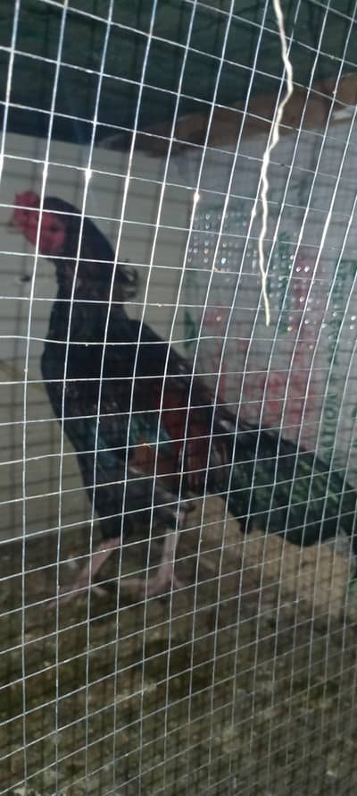 asseel murga for sale
