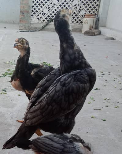 top quality aseel chicks