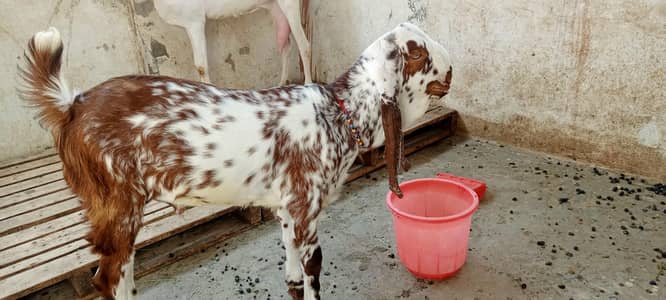 bredar bacha