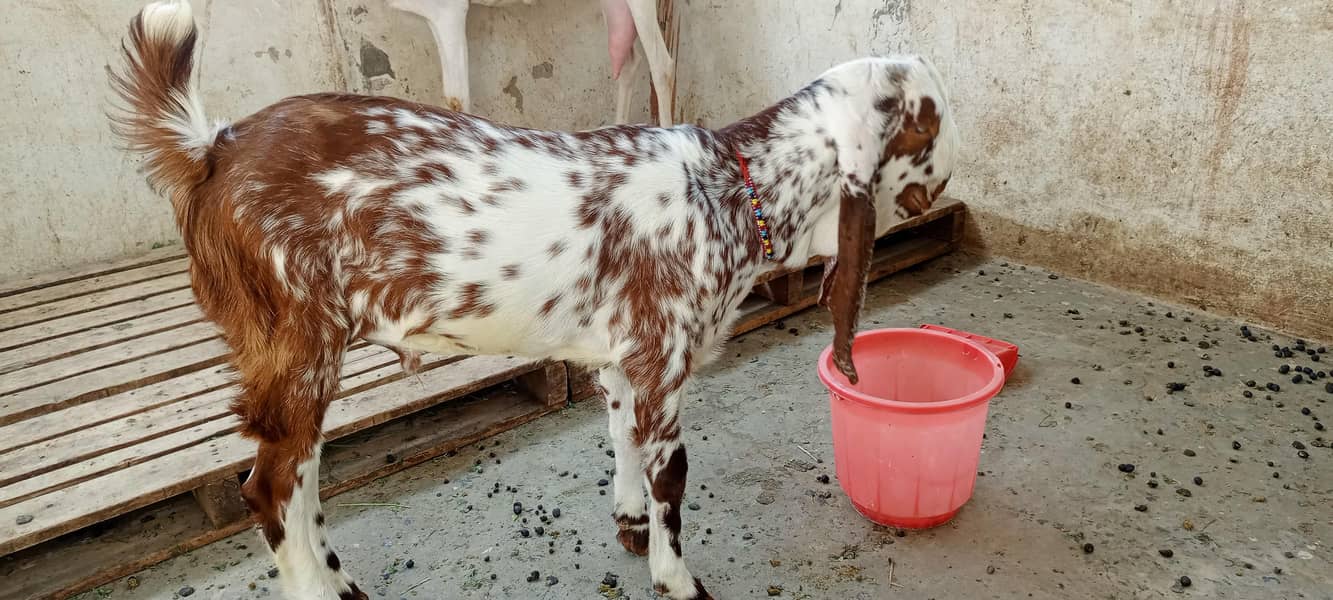 bredar bacha 1