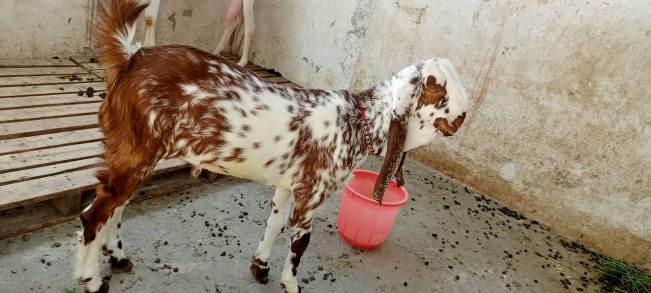 bredar bacha 2