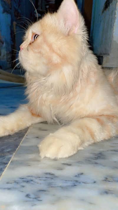 Male Cat