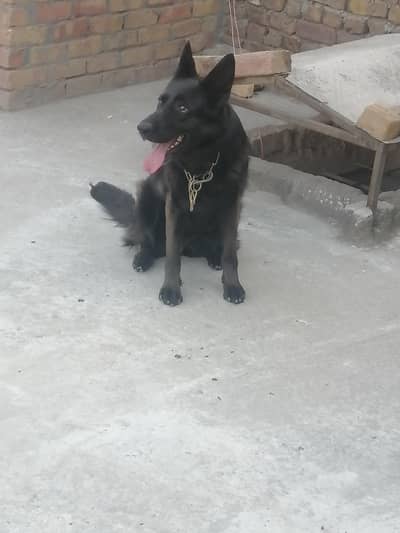Black Shepherd