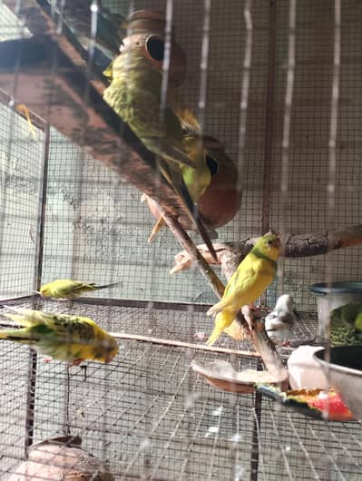 Australian parrot berder pair