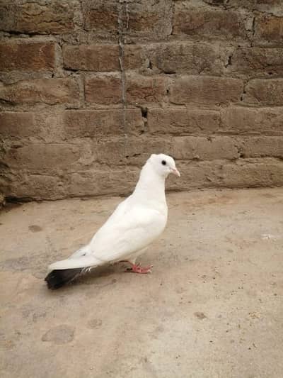 Kabotar 2 ha sale ka lia 03045230688