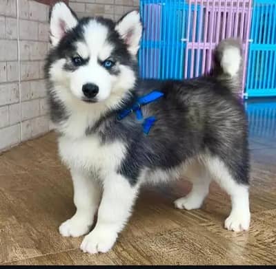 Siberian husky
