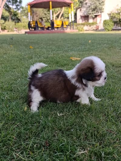 Shih Tzu Tea Cup Size Puppies For Sale (03049898165)