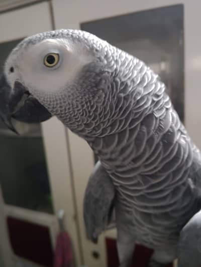 AFRICAN GREY HAND TAME & TALKING MALE