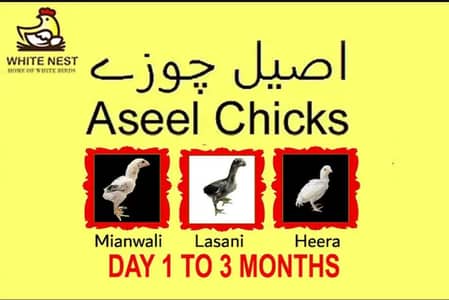 Aseel chicks Mianwali