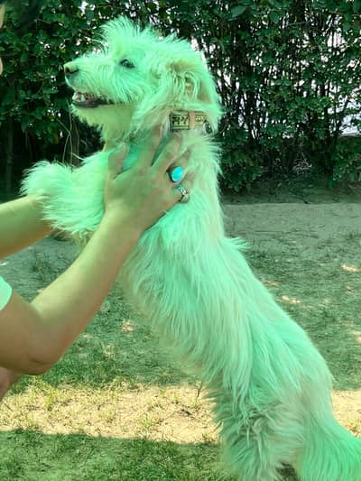 Russian Dog| Fancy Dog | Dog | Poodle Dog | Male Dog
