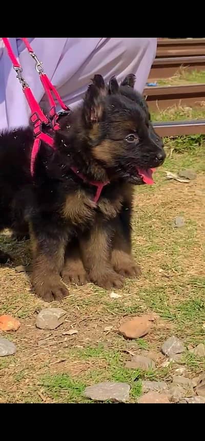German Shepherd  puppies long cot 03186176381 WhatsApp