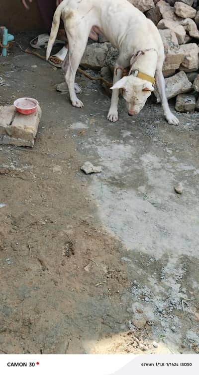 gultari dog shikar py Laga hua ha exchange ho b ho jay ga achy dog sat