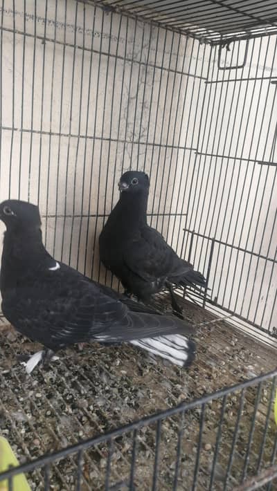 breeder pair for sale Fsd samundari road
