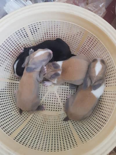 Rabbits Available