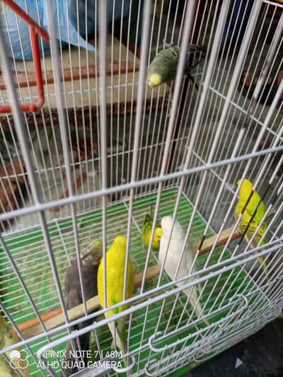 1 cockatiel piece 3 pairs Australian with cage for sale