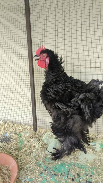 Black Frizzle Cochin Heavy Male for sale