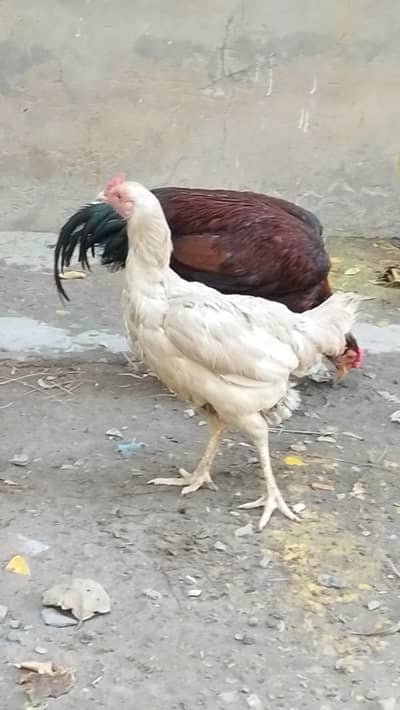 Heera aseel female for sale