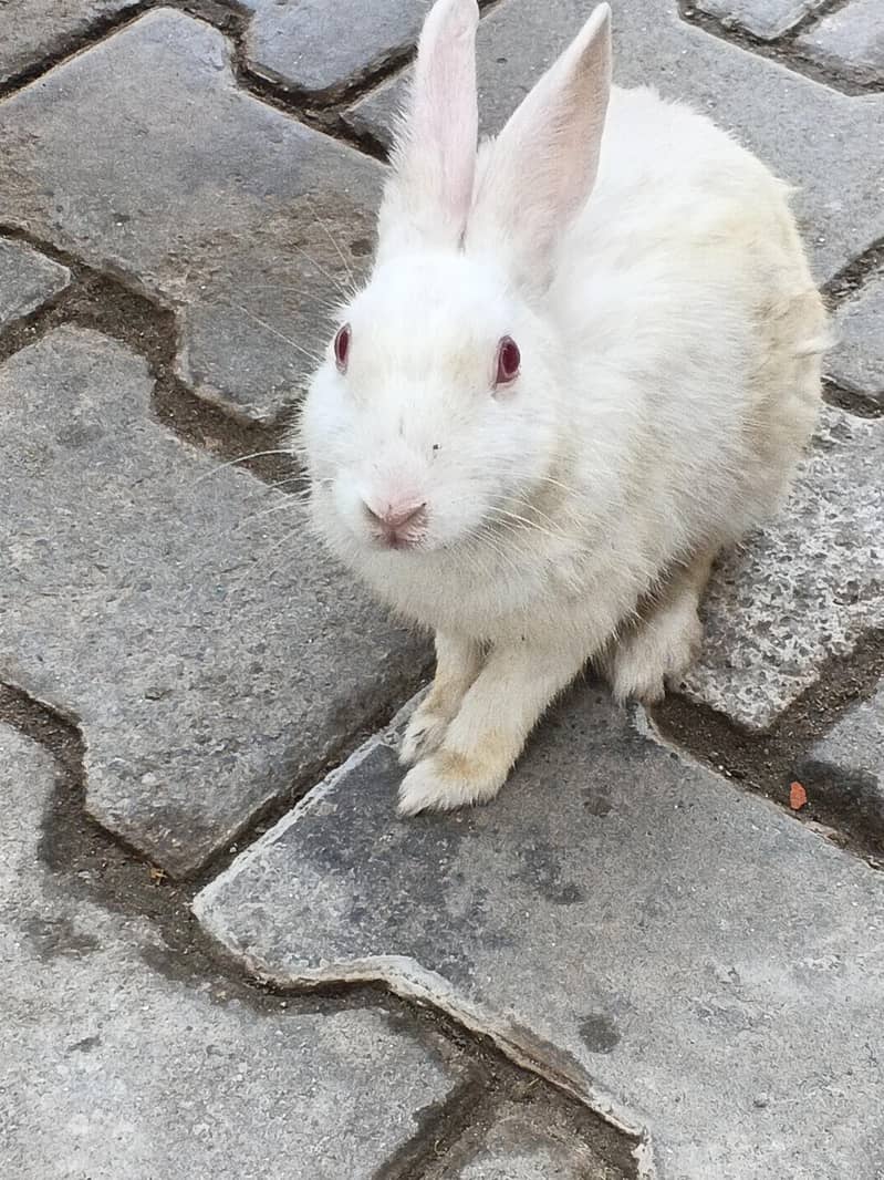 white rabbit 0