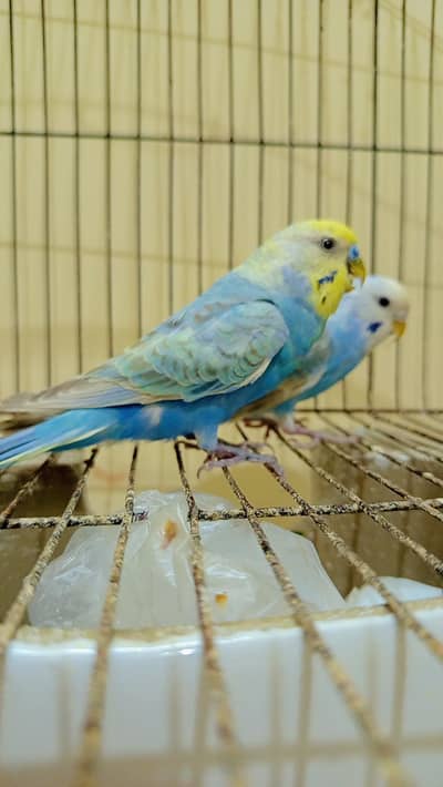 RAINBOW BUDGIE BREEDER PAIR