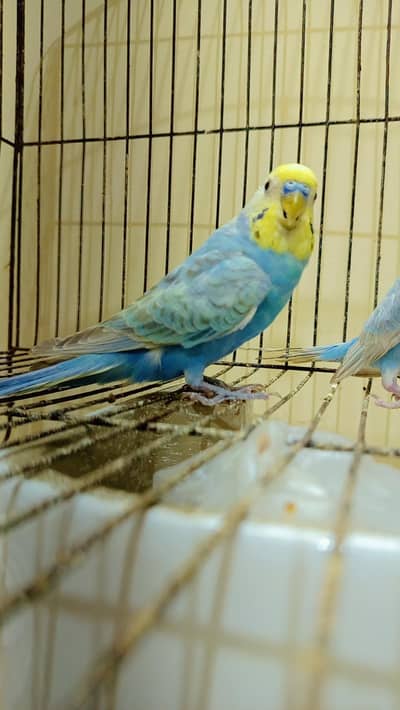 RAINBOW BUDGIE BREEDER PAIR