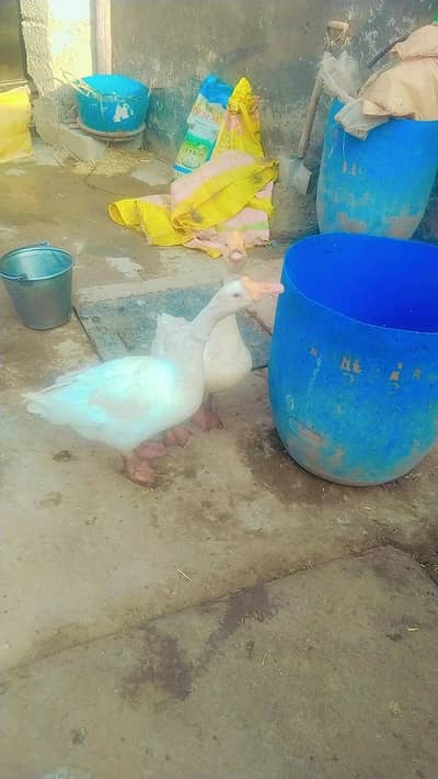 Ducks