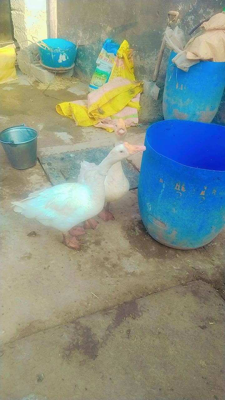 Ducks 0