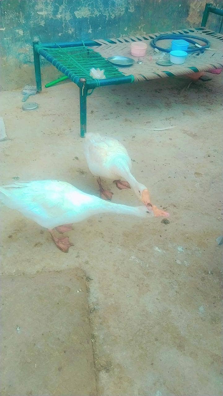 Ducks 1
