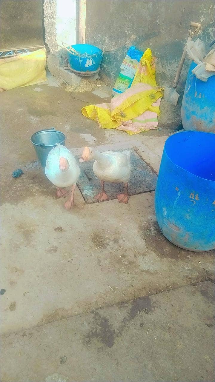 Ducks 2