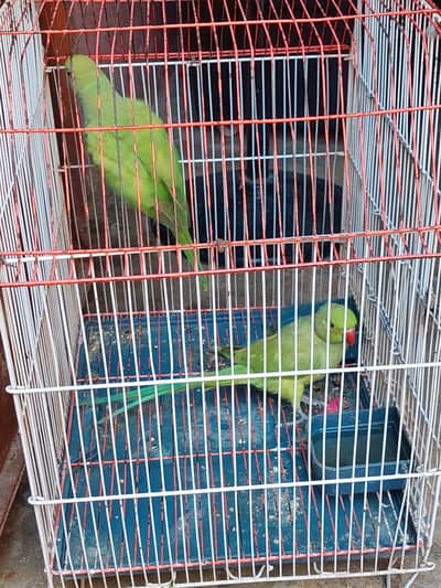 Two Ringneck pair for sale ( Green Parrot )