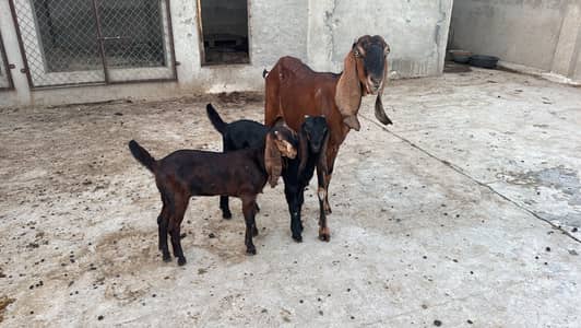 Goat with kids