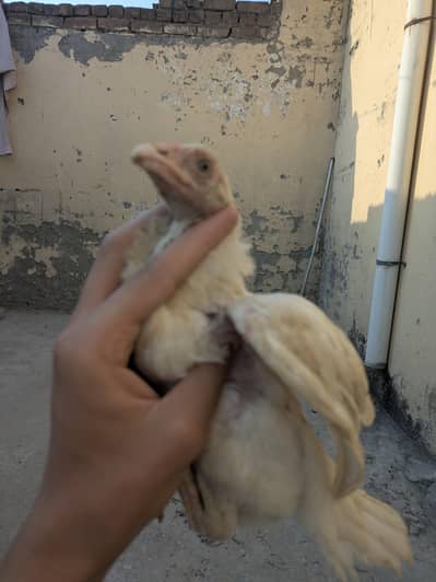 HEERA HIGH QUALITY CHICKS