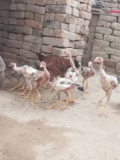 murgi 3500 and  per chick 2500 8 male chicks and 1 female
