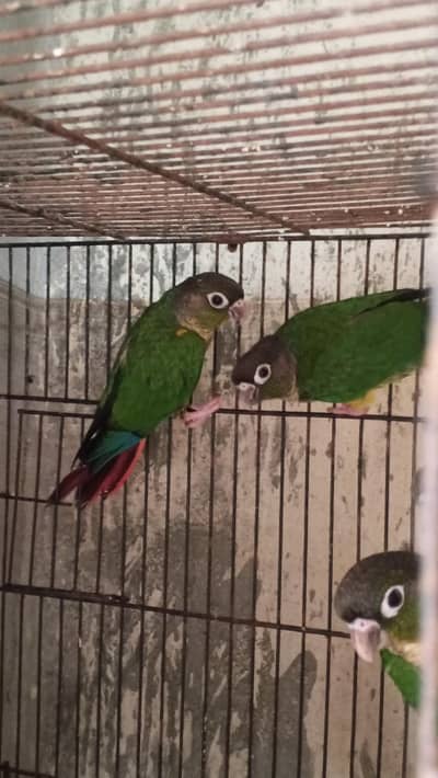 sun conure chicks