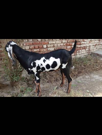 Amritsari beetal young breeder
