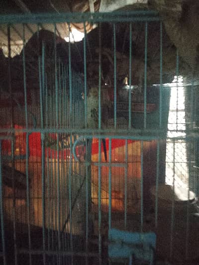 Bajri pair with cage pinjra