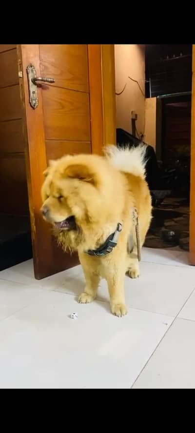 IMO CHOW CHOW PUPPY AVAILABLE FOR SALE