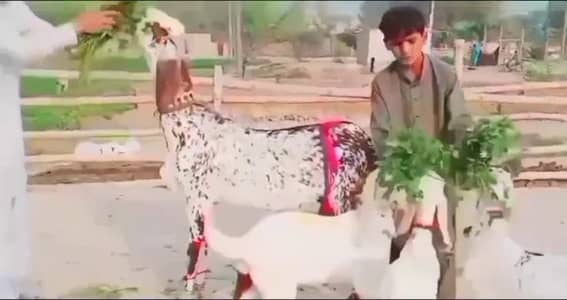 3 bacchon wali  makkhi chini bakri for sale call me 03225280183