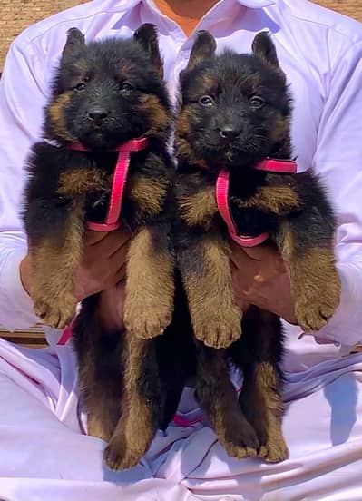 Quality Persian Punch face cat & kitten is03477878702Whatsapp