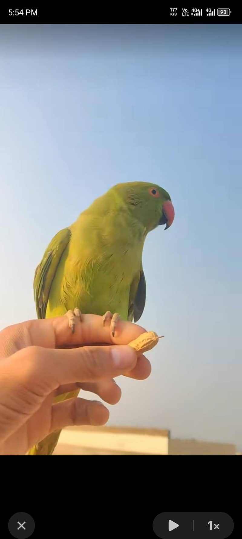 ring nik 0
