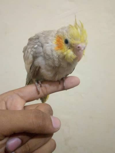 hand tame cocktail