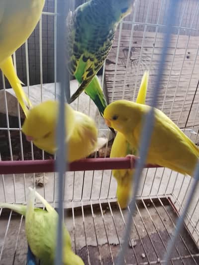 Australian budgies pairs for sale
