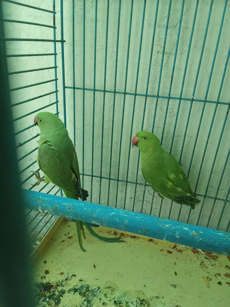 Parrot Pair 0