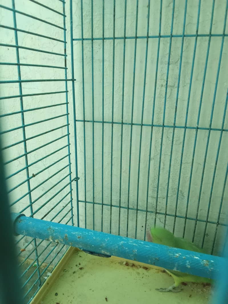 Parrot Pair 1