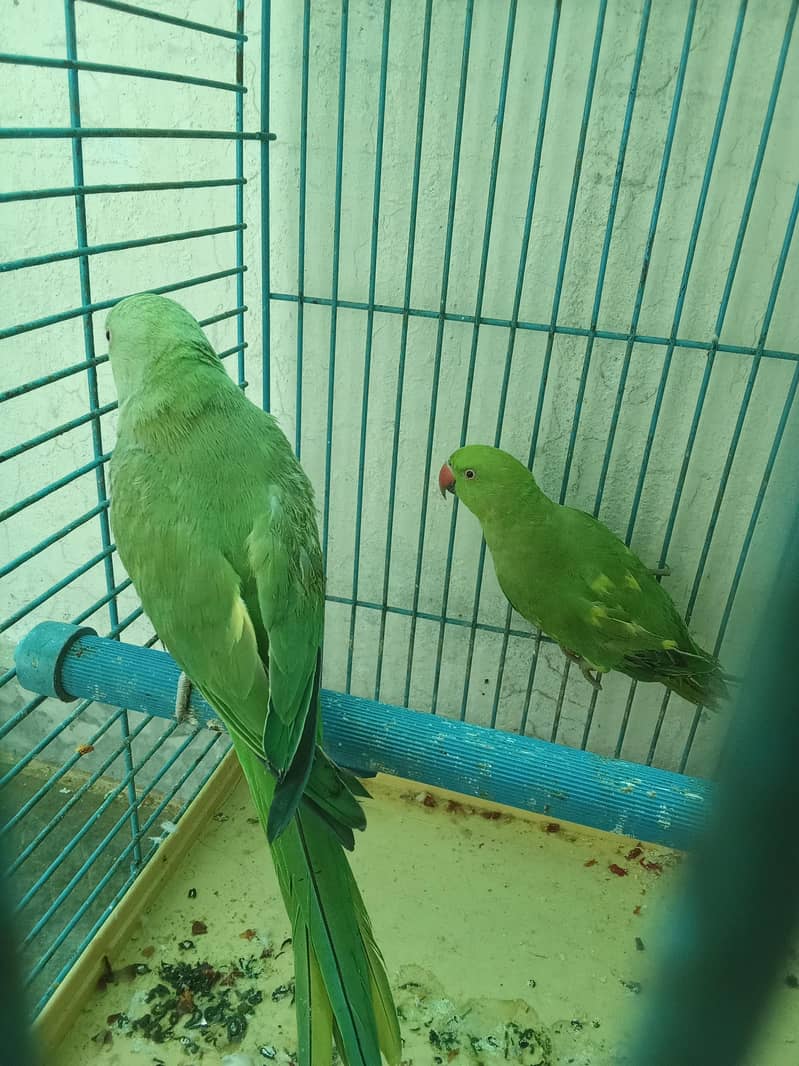 Parrot Pair 2